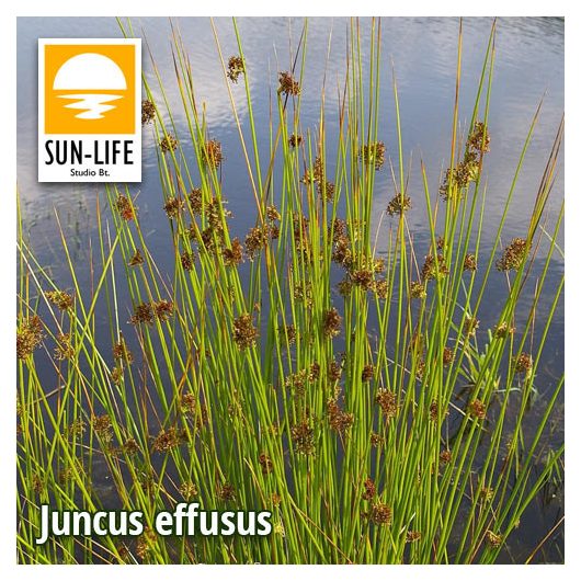 Juncus effusus / Békaszittyó (57)