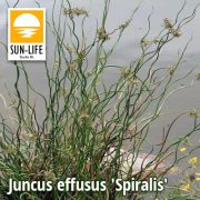Juncus effusus Spiralis / Spirálszittyó (58)