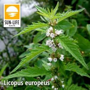 Licopus europeus / Vízi peszérce (61)