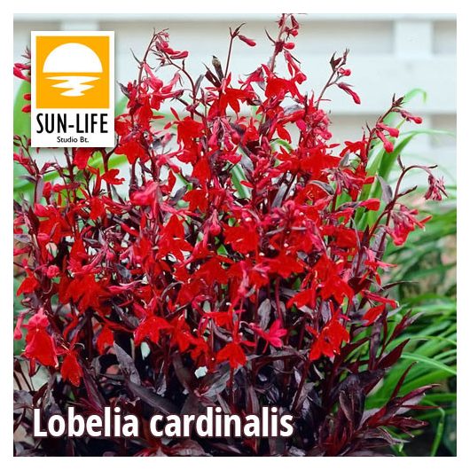 Lobelia cardinalis / Tűzpiros lobélia (62)