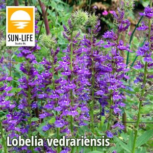 Lobelia vedrariensis / Lila lobélia (65)