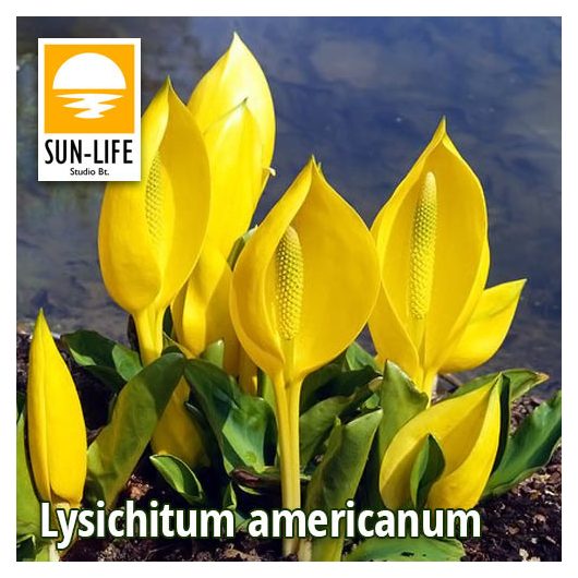 Lysichitum americanum / Sárga álkála mocsári lámpás (67)