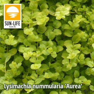 Lysimachia nummularia Aurea / Pénzlevelű lizinka (69)