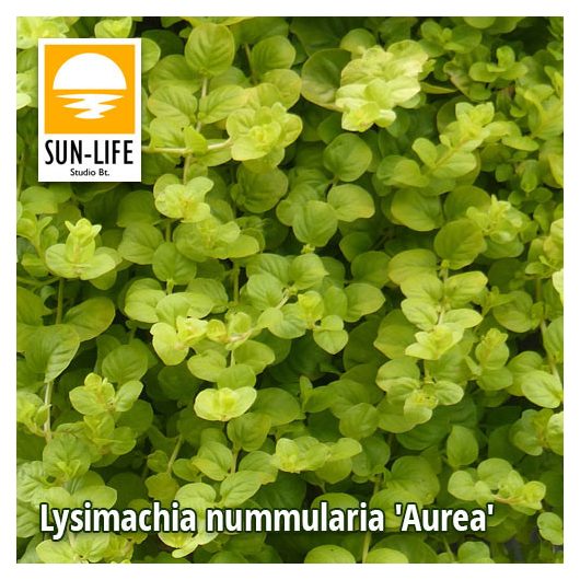 Lysimachia nummularia Aurea / Pénzlevelű lizinka (69)