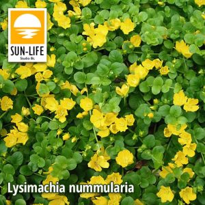 Lysimachia nummularia / Pénzlevelű lizinka (70)