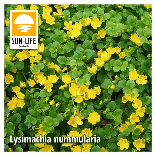 Lysimachia nummularia / Pénzlevelű lizinka (70)