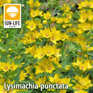 Lysimachia punctata / Pettyegetett lizinka (71)