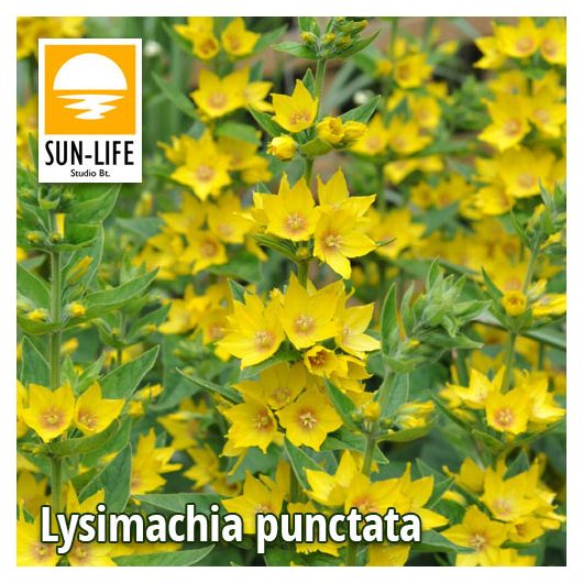 Lysimachia punctata / Pettyegetett lizinka (71)