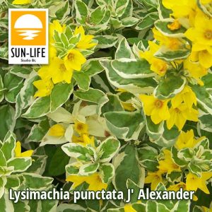 Lysimachia punctata J Alexander / Pettyegetett lizinka (72)