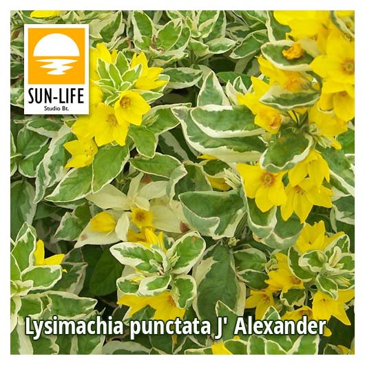 Lysimachia punctata J Alexander / Pettyegetett lizinka (72)
