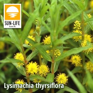 Lysimachia thyrsiflora / Fürtös lizinka (73)