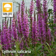  Lythrum salicaria / Réti füzény ( 74 )
