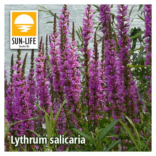  Lythrum salicaria / Réti füzény ( 74 )