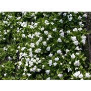   Mazus reptans 'Alba' / Fehér mázus kúszó szemölcsvirág (77)