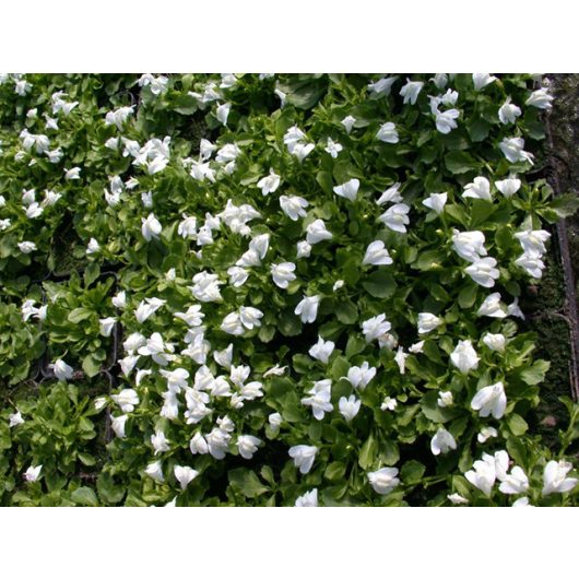 Mazus reptans 'Alba' / Fehér mázus kúszó szemölcsvirág (77)