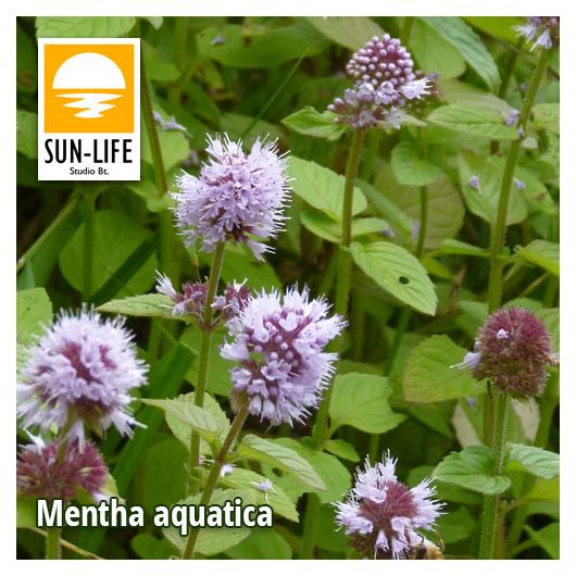 Mentha aquatica / Vízimenta ( 78 )
