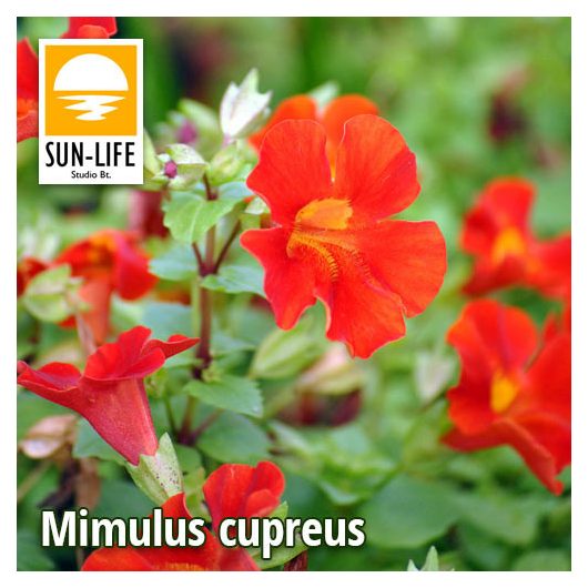 Mimulus cupreus / Piros bohócvirág ( 79 )