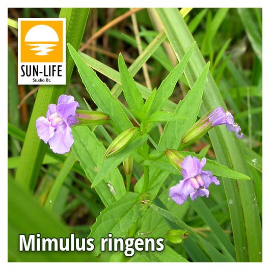 Mimulus ringens / Lila bohócvirág (81)