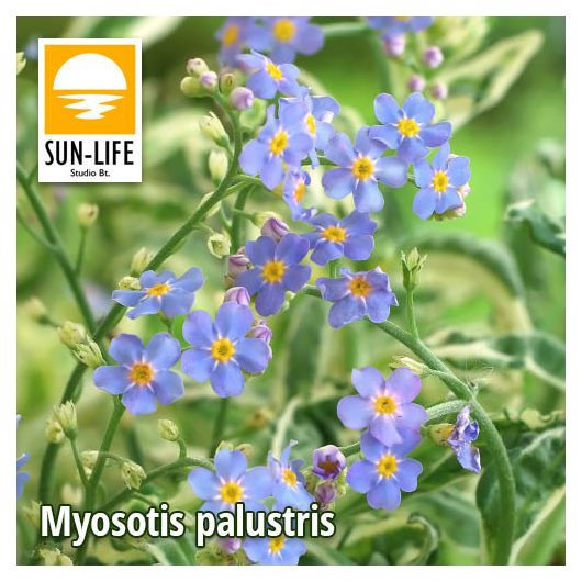 Myosotis palustris / Mocsári nefelejcs (83)