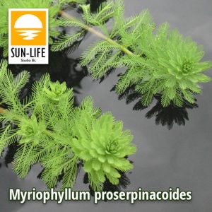 Myriophyllum proserpinacoides / Süllőhínár (84)
