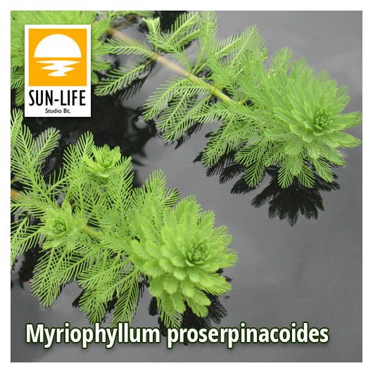 Myriophyllum proserpinacoides / Süllőhínár (84)