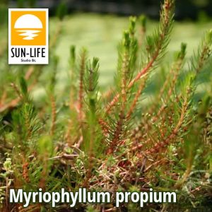 Myriophyllum propium (86)