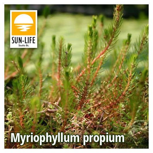 Myriophyllum propium (86)