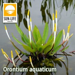 Orontium aquaticum (89) Vízi kontyvirág