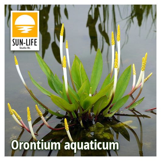 Orontium aquaticum (89) Vízi kontyvirág