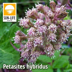 Petasites hybridus / Vörös acsalapu (91)