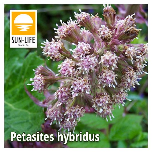 Petasites hybridus / Vörös acsalapu (91)