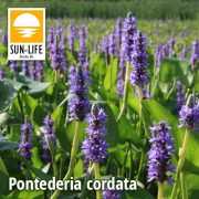 Pontederia cordata / Tömött sellővirág kék (96)