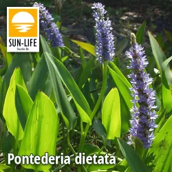 Pontederia dietata (98)