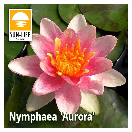 Nymphaea Aurora