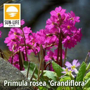 Primula rosea Grandiflora (103)