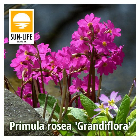 Primula rosea Grandiflora (103)