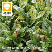 Rumex sanguineus var. sanguineus / Vérsóska (107)