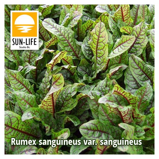 Rumex sanguineus var. sanguineus / Vérsóska (107)