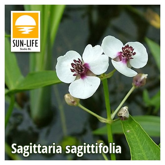 Sagittaria sagittifolia / Nyílfű ( 109 )