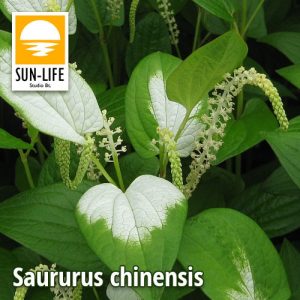 Saururus chinensis / Kínai gyíkfű (111)