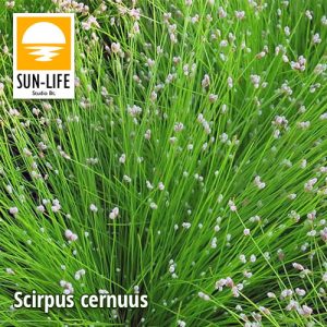 Scirpus cernuus / Szobafűpalka (115)