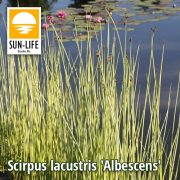   Scirpus lacustris Albescens / Hosszanti csíkos ecsetkáka (117)