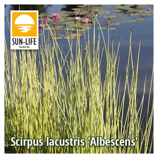 Scirpus lacustris Albescens / Hosszanti csíkos ecsetkáka (117)