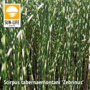 Scirpus tabernaemontani Zebrinus / Zebracsíkos káka (120)