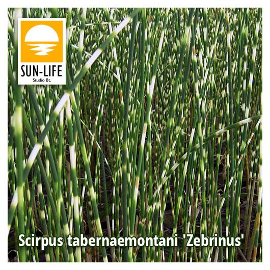 Scirpus tabernaemontani Zebrinus / Zebracsíkos káka (120)