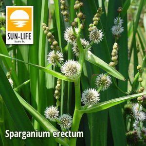 Sparganium erectum / Ágas békabuzogány ( 123 )