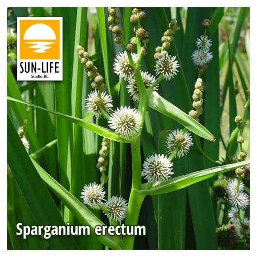 Sparganium erectum / Ágas békabuzogány ( 123 )