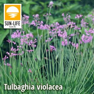 Tulbaghia violacea / Fokföldi csillagvirág (127)