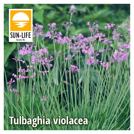 Tulbaghia violacea / Fokföldi csillagvirág (127)