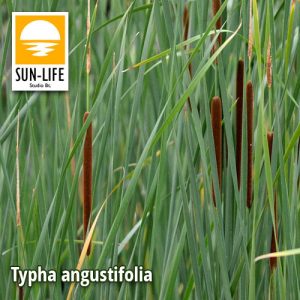 Typha angustifolia / Keskenylevelű gyékény (128)